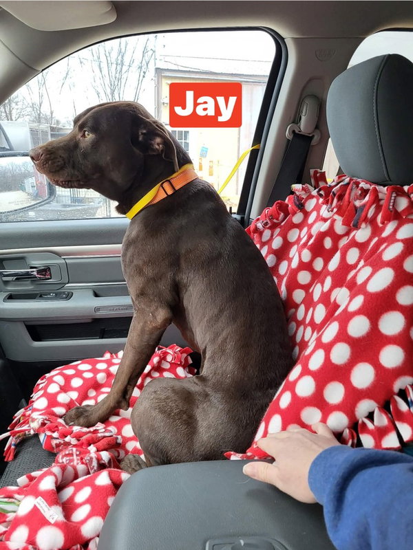 Jay