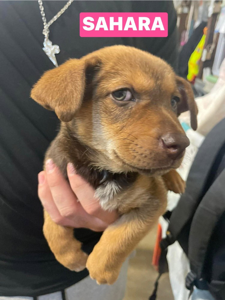 Chihuahua