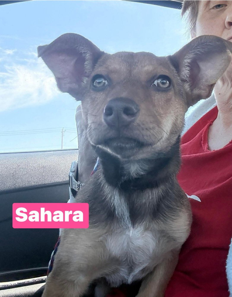 JV Sahara
