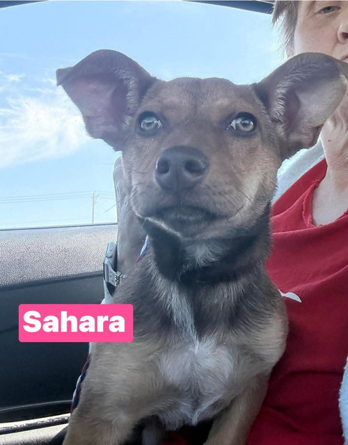 JV Sahara, an adoptable Chihuahua in Warrenton, MO