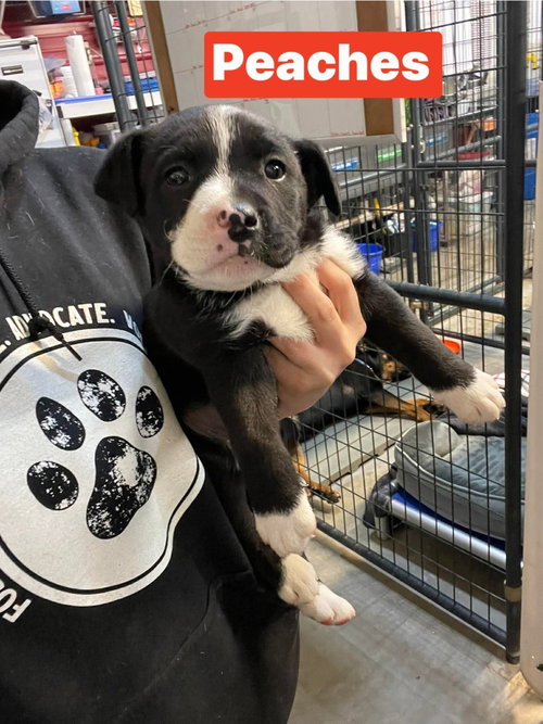 E Peaches, an adoptable Labrador Retriever in Warrenton, MO