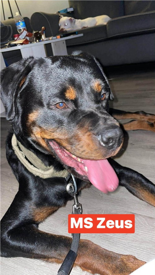 MS Zeus, an adoptable Rottweiler in Warrenton, MO