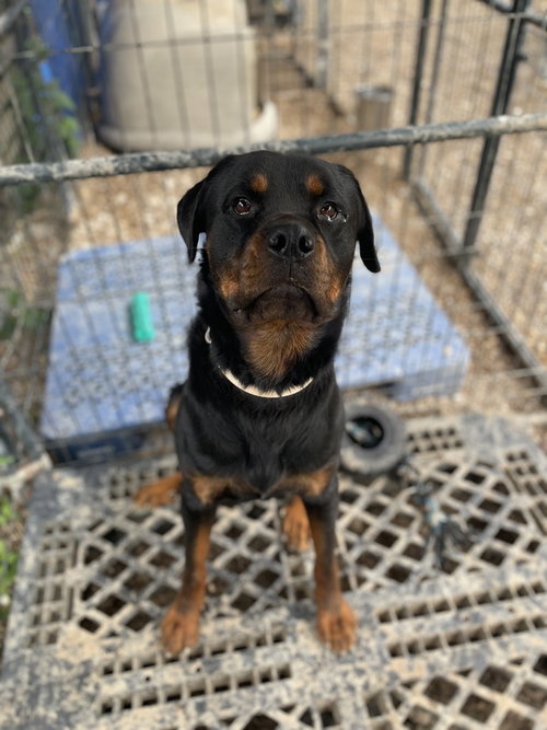 MS Zeus
