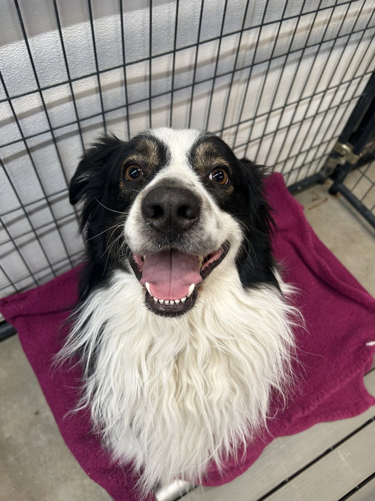 Australian Shepherd