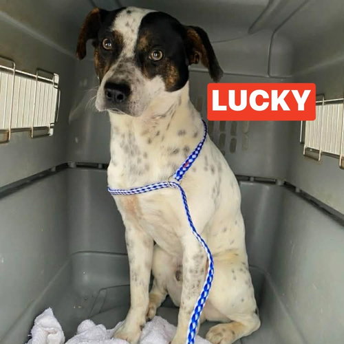 Lucky, an adoptable Pointer in Warrenton, MO