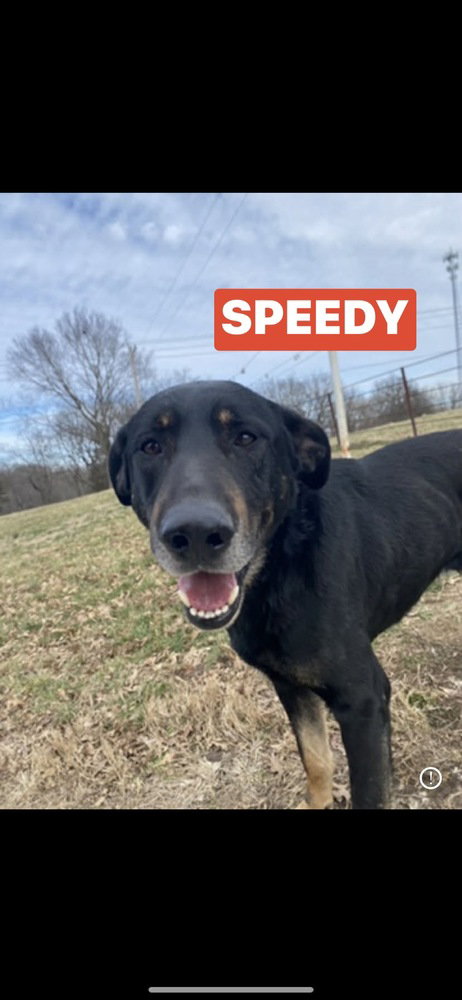 Speedy