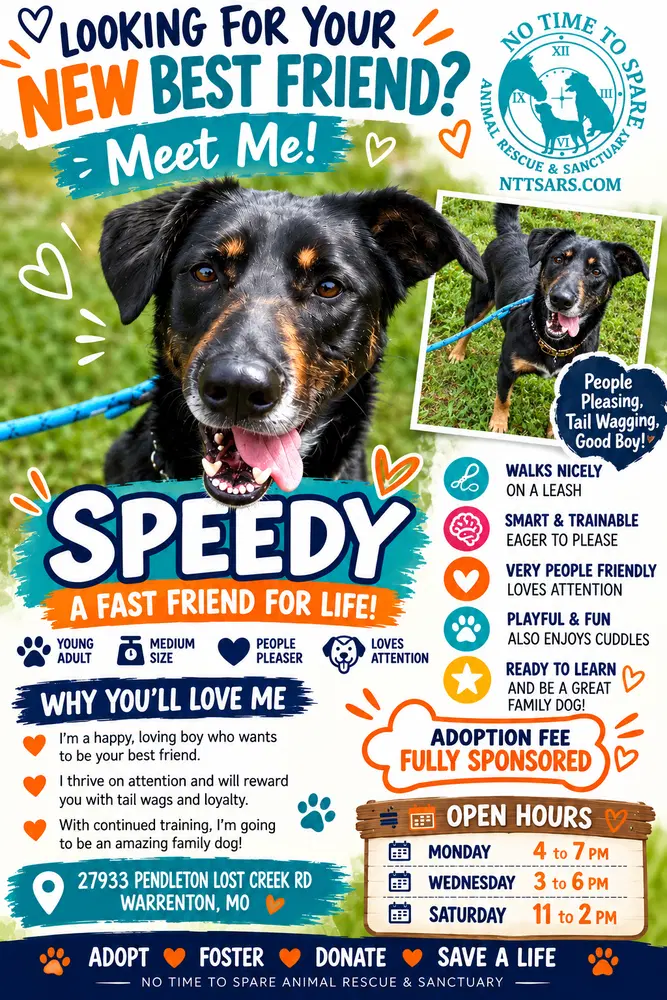 Speedy - German Shepherd Dog