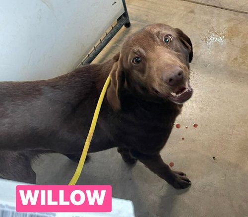 picture of the dog needing adoption