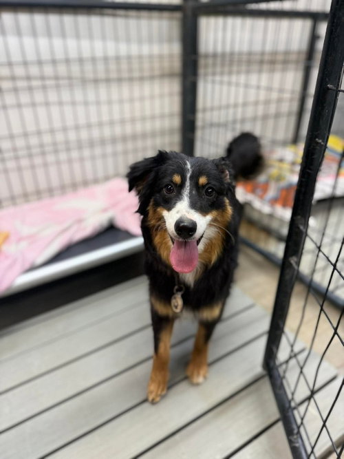 GK Lil Bit, an adoptable Australian Shepherd in Warrenton, MO