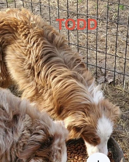 picture of the dog needing adoption
