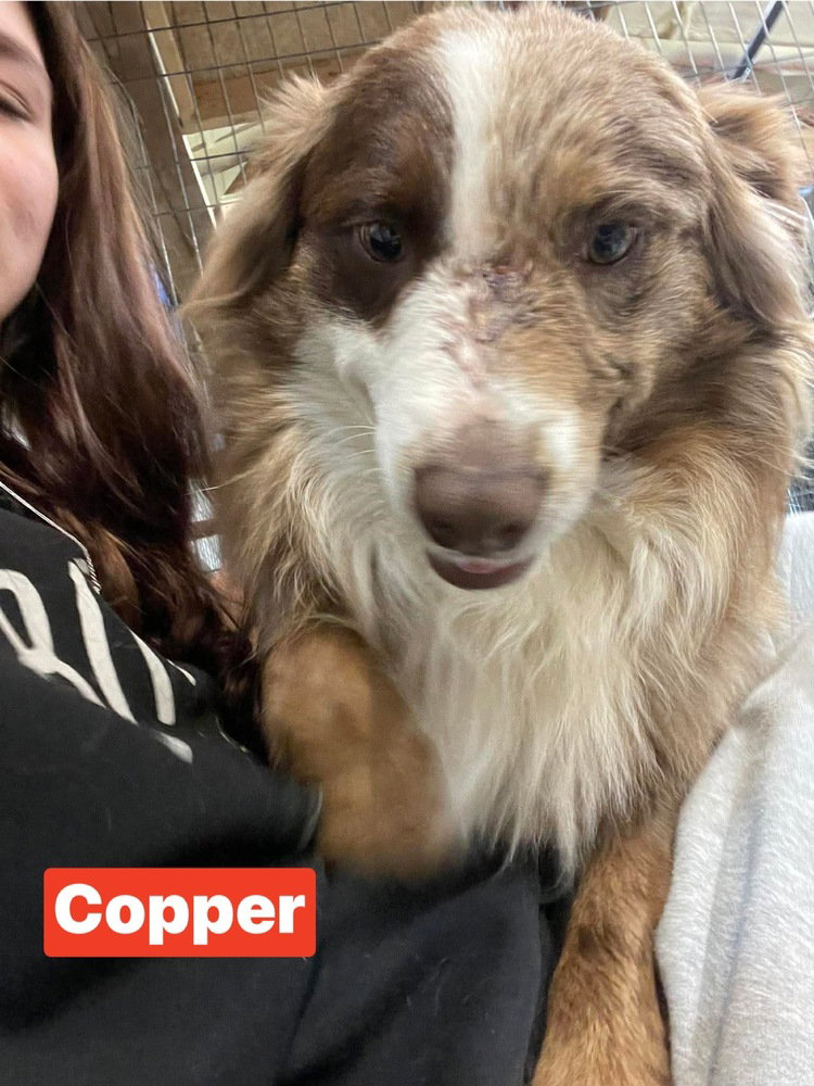 Australian Shepherd