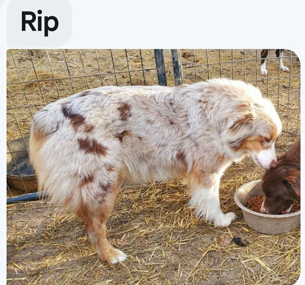 GK RIP