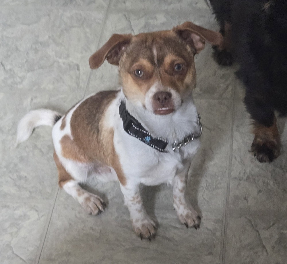 Milo
