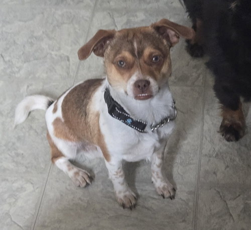 Milo, an adoptable Dachshund in Warrenton, MO