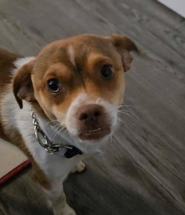Milo