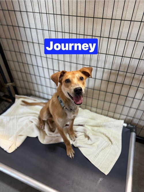 Journey, an adoptable Hound in Warrenton, MO