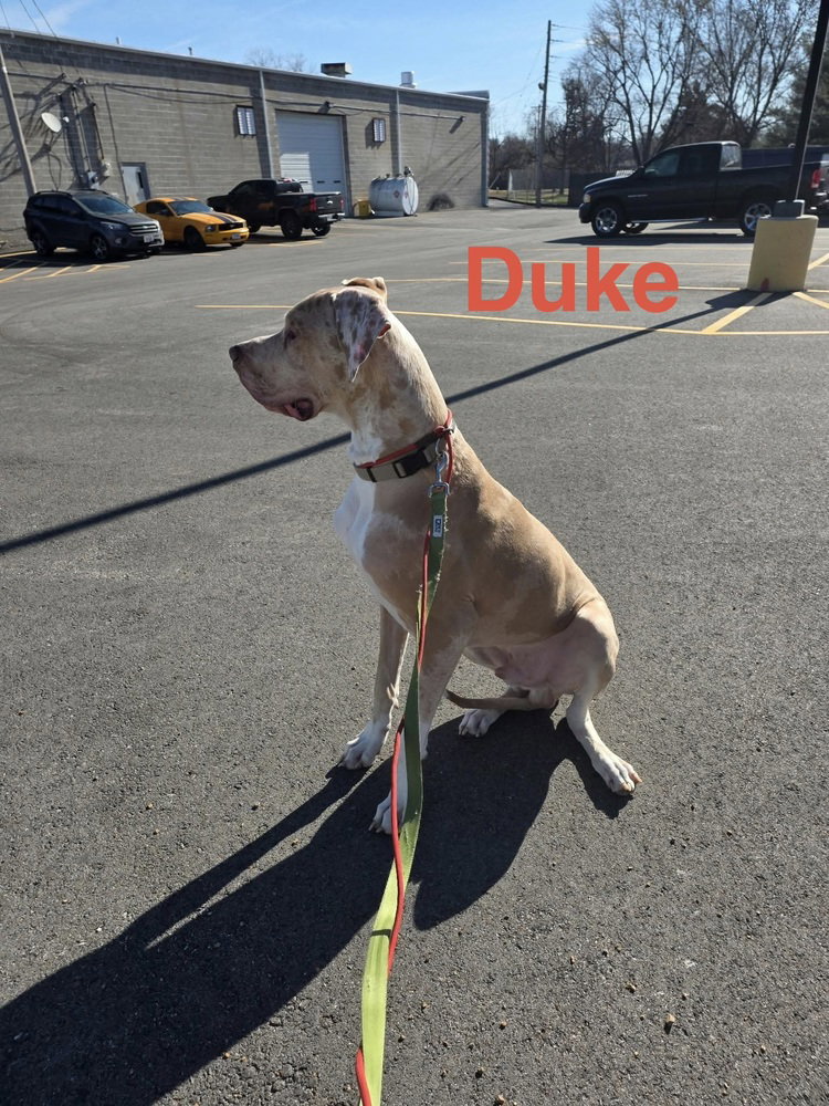 Duke