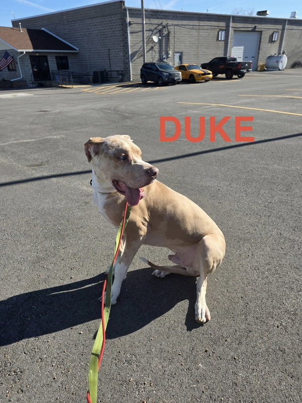 Duke