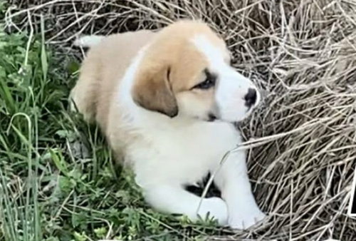 HS Rosemary aka Betty, an adoptable Great Pyrenees in Warrenton, MO
