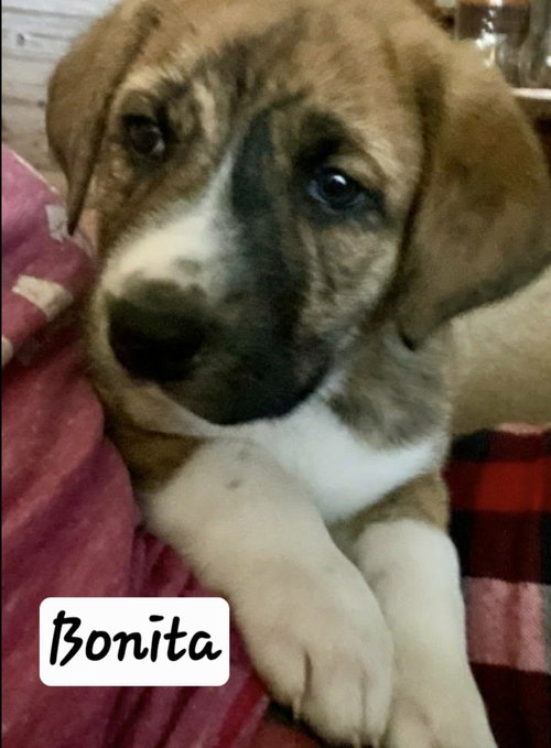 HS Bonita aka Hilda, an adoptable Great Pyrenees in Warrenton, MO