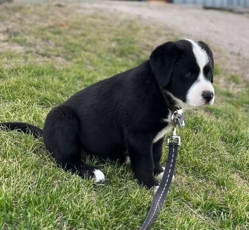 Sj Hazel, an adoptable Rottweiler in Warrenton, MO