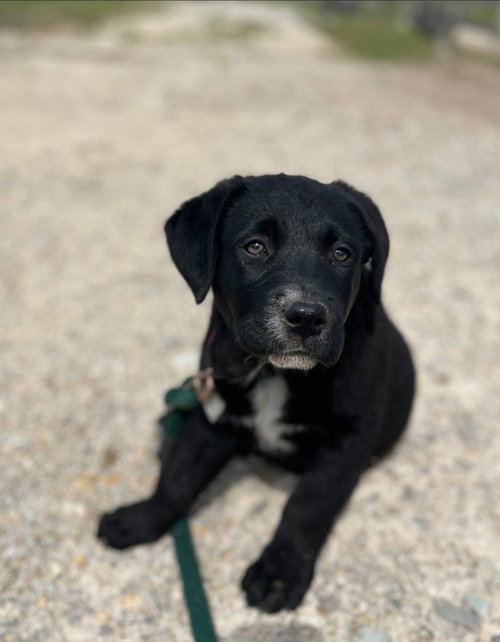 Sj Olive, an adoptable Rottweiler in Warrenton, MO