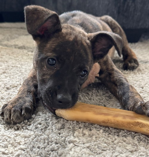 Ivy, an adoptable Boxer in Warrenton, MO