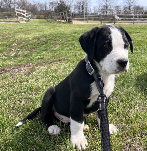 Sj Webster, an adoptable Rottweiler in Warrenton, MO