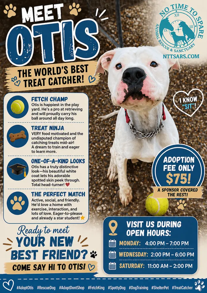 Otis - Terrier