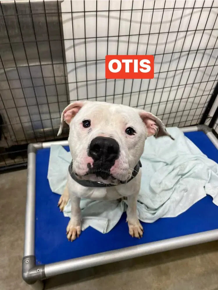 Otis image 2