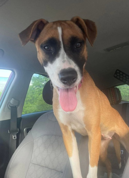 Daisy Mae, an adoptable Boxer in Warrenton, MO