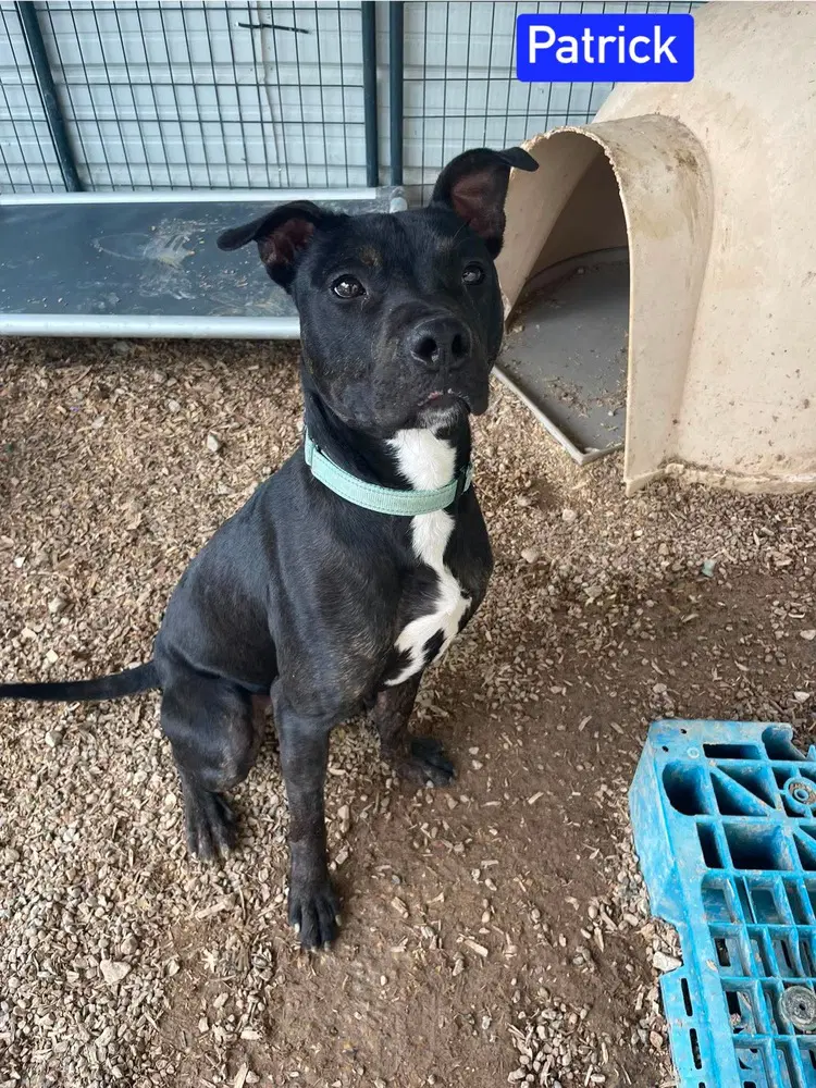 Patrick Aka Lincoln - Dutch Shepherd