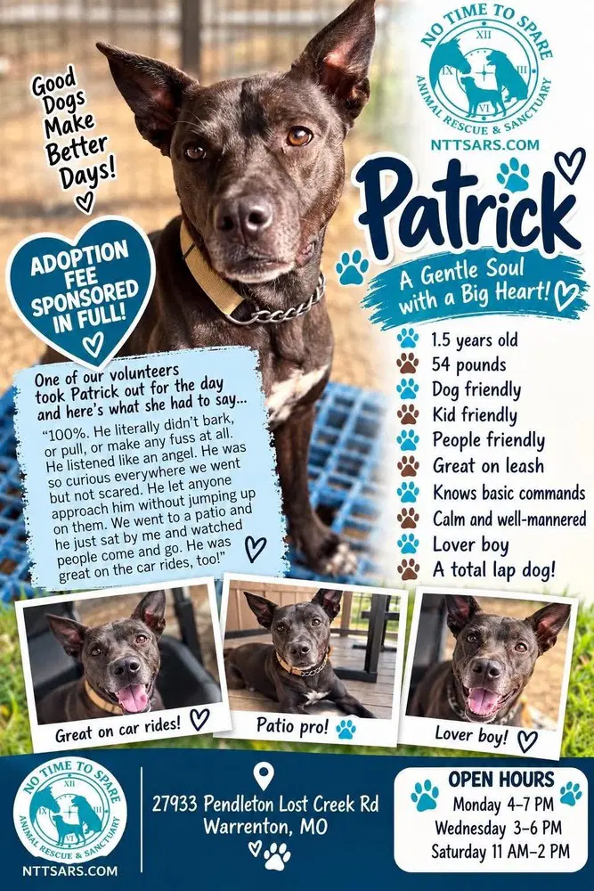 Patrick Aka Lincoln - Dutch Shepherd