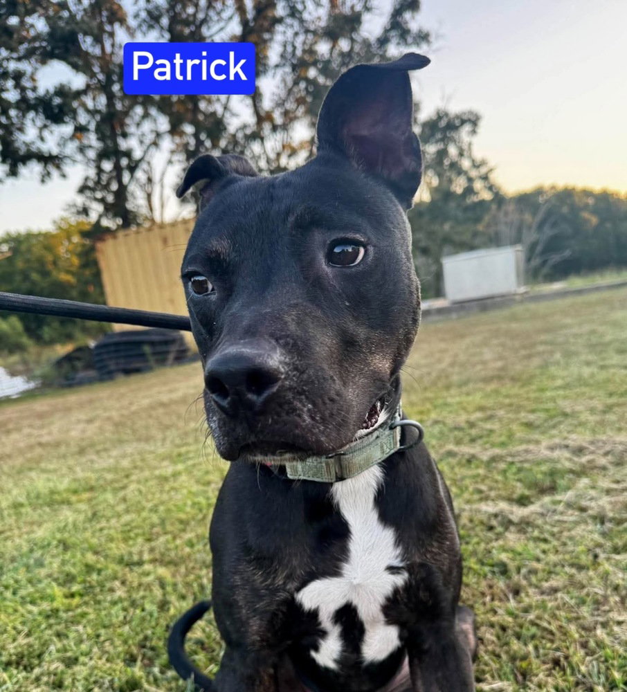 Patrick aka Lincoln, photo 3