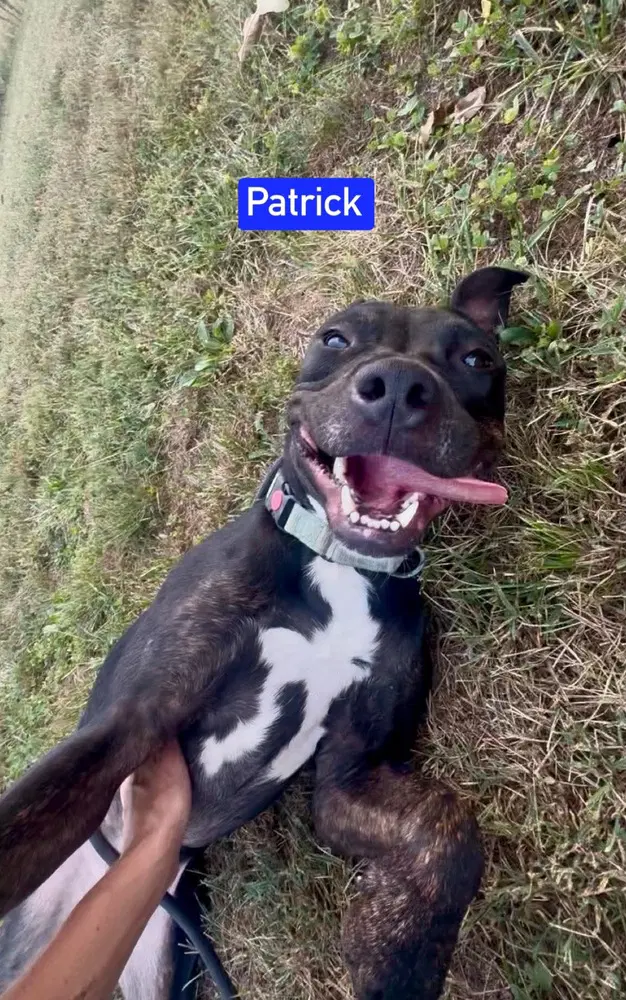 Patrick Aka Lincoln image 4