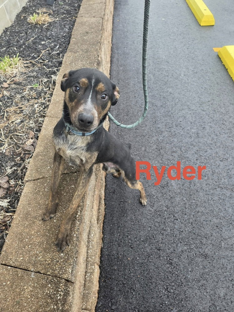 Ryder