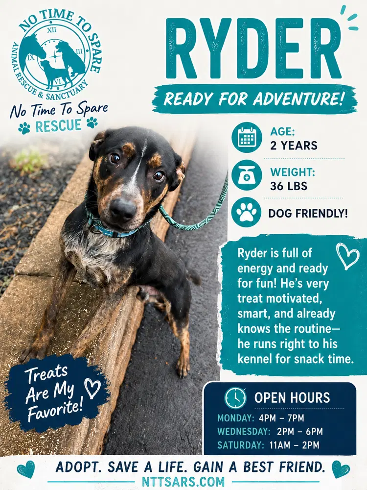 Ryder - Australian Cattle Dog/Blue Heeler