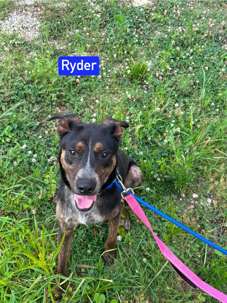 Ryder image 2
