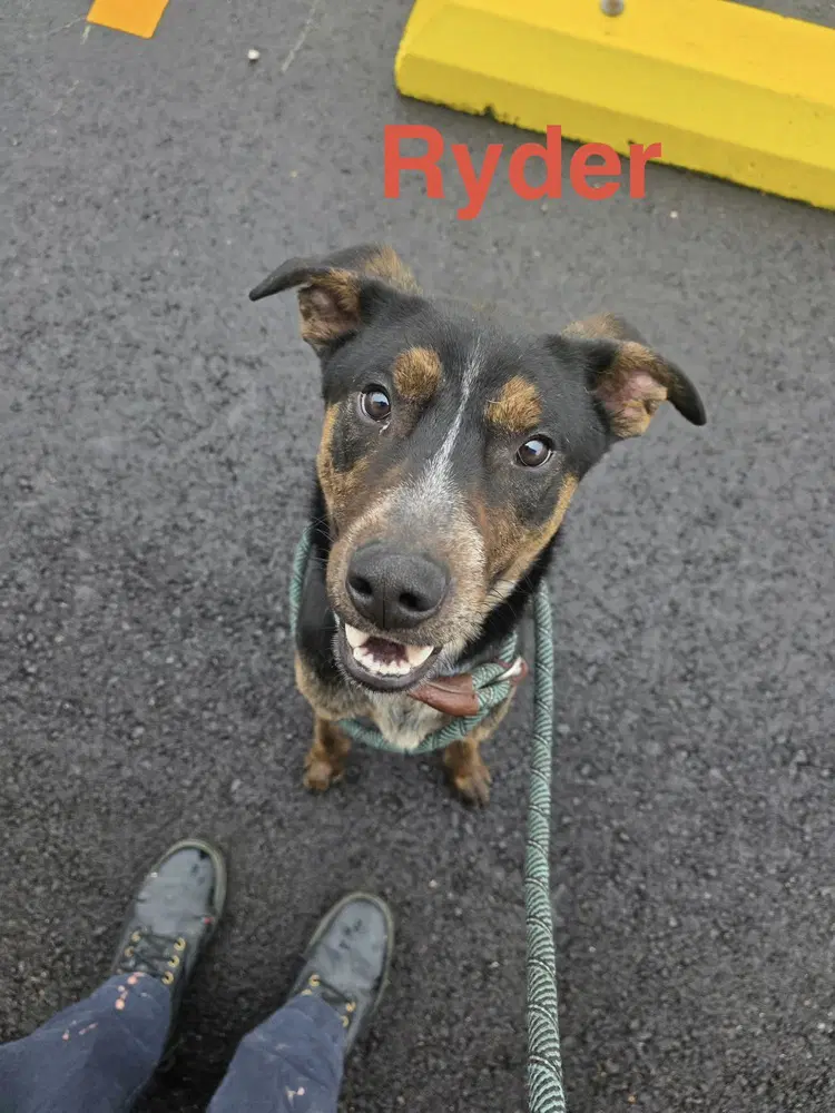 Ryder image 3