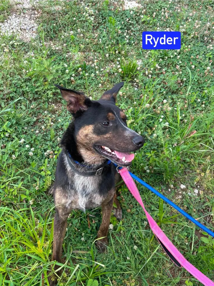 Ryder image 4