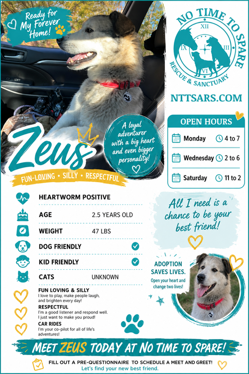 Zeus, an adoptable Husky in Warrenton, MO