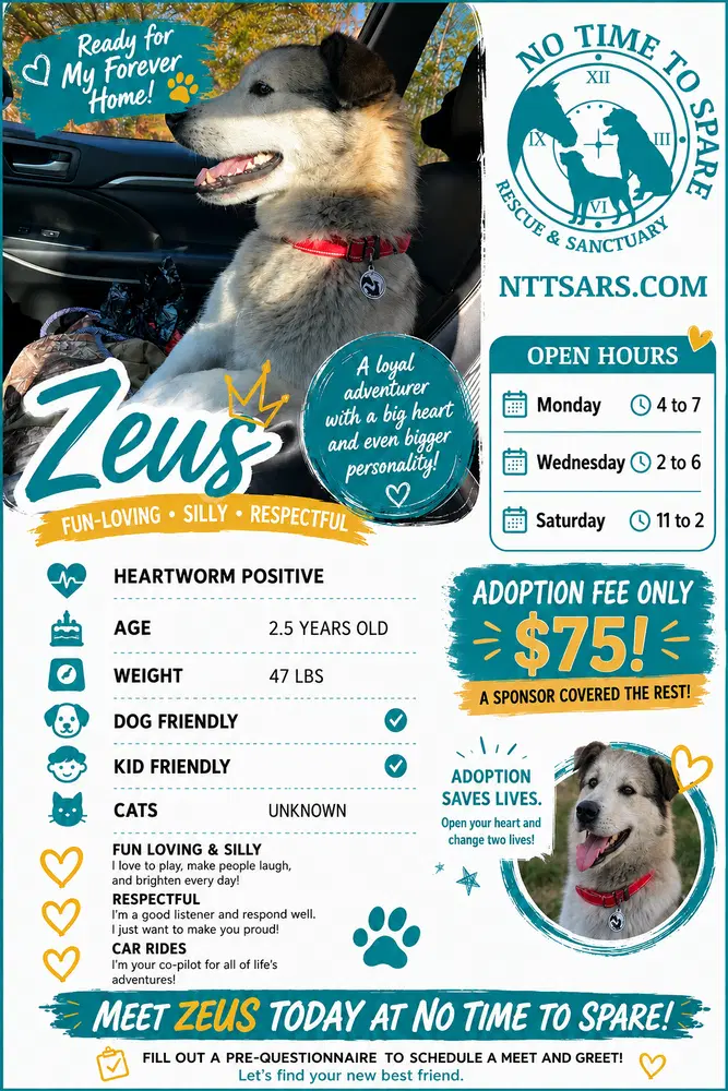 Zeus - Husky