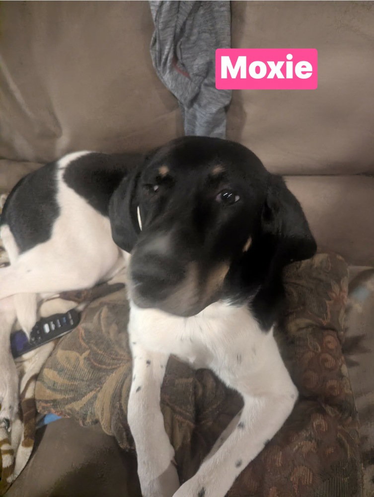Moxie