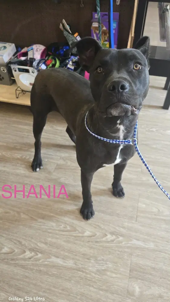 Shania - Pit Bull Terrier