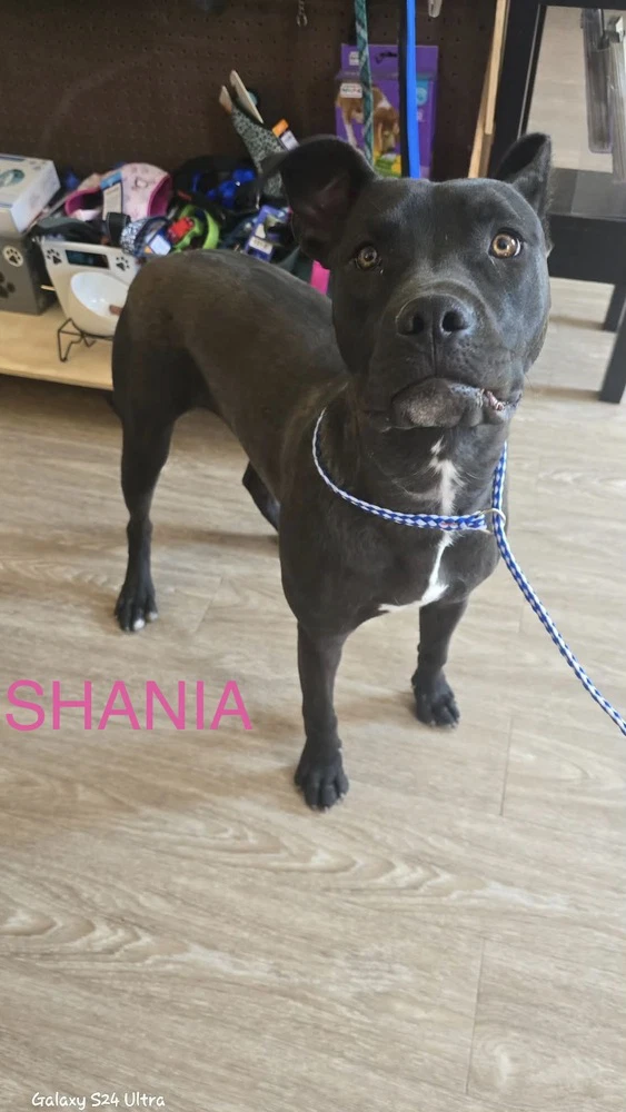 Shania