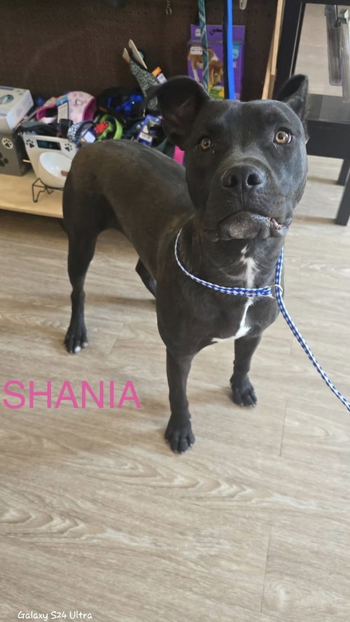 Shania, an adoptable Pit Bull Terrier in Warrenton, MO