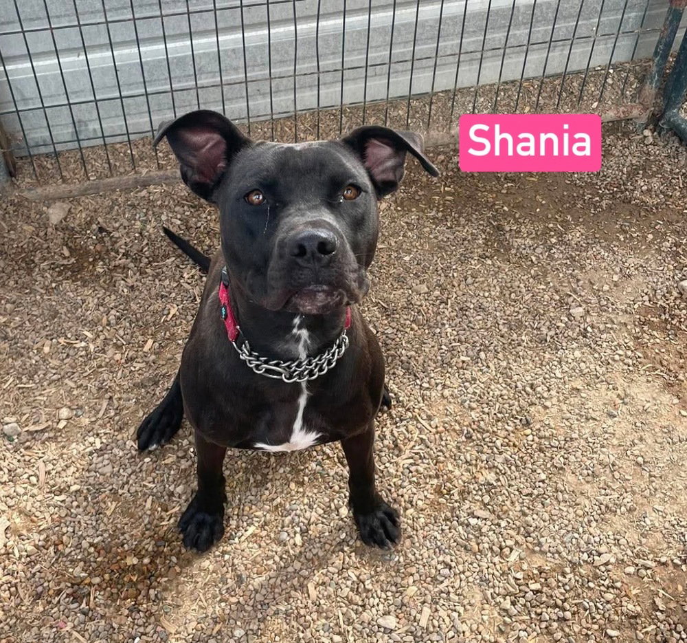 Shania, photo 3