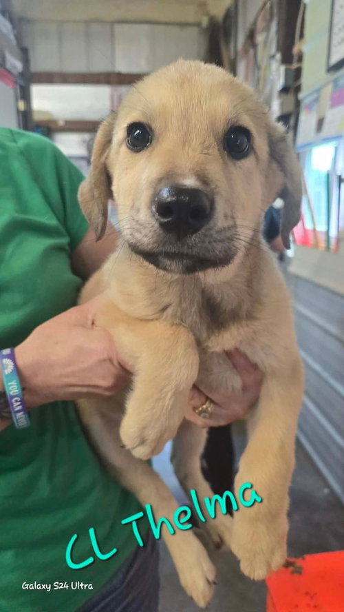 CL Thelma, an adoptable Great Pyrenees in Warrenton, MO
