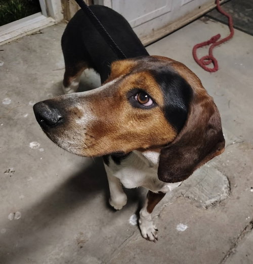 SR Betty Sue, an adoptable Treeing Walker Coonhound in Warrenton, MO