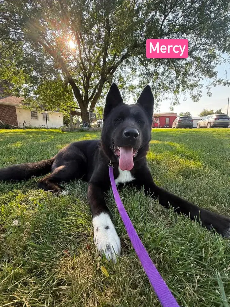 Mercy image 2